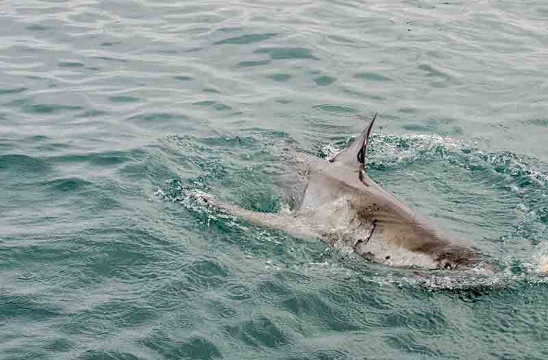 Tiburón Blanco - Gansbaai - Sudáfrica 8.jpg
